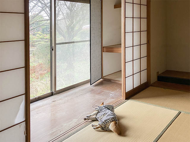 屋祓い
