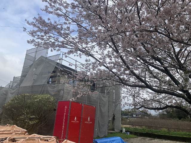 桜！